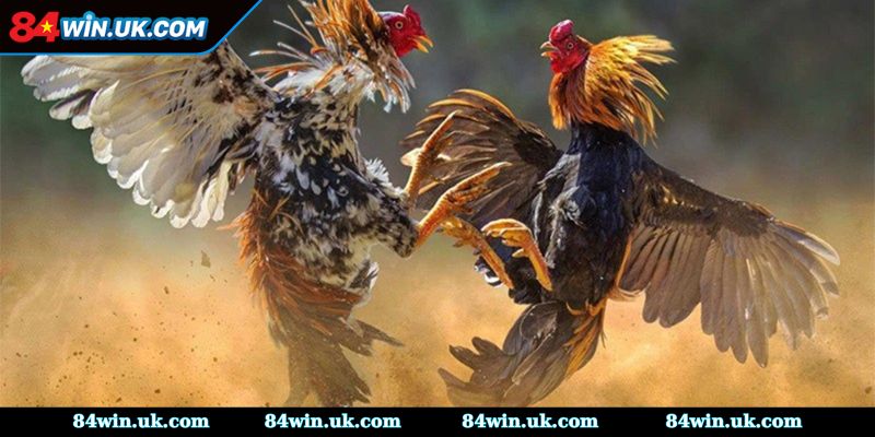 Tổng quan thông tin về sàn đá gà 88CLB