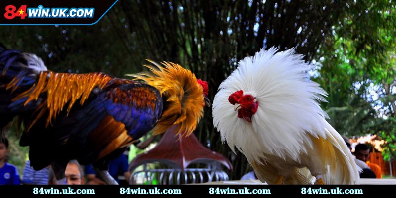 Cụ thể thông tin về giải đá gà C1 cho anh em