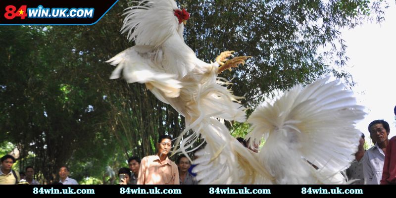 Diễn biến cụ thể trong từng trận chiến