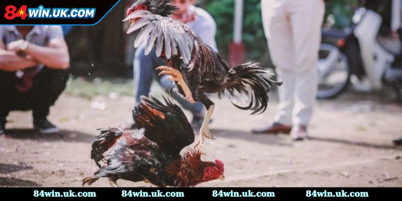 Những loại hình vào tiền được lựa chọn nhiều