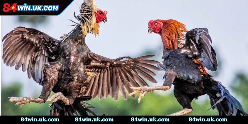 Vai trò của loại hình giải trí hiện nay