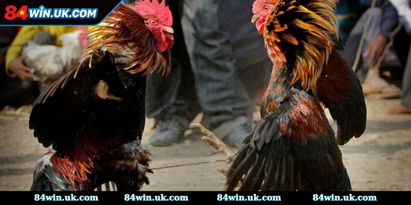 Ý nghĩa văn hóa của đá gà Khmer