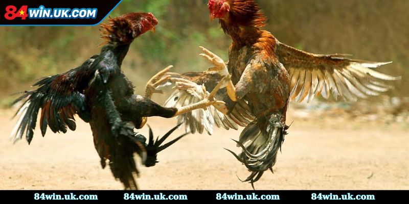 Chiến thuật giúp tăng cơ hội ăn thưởng