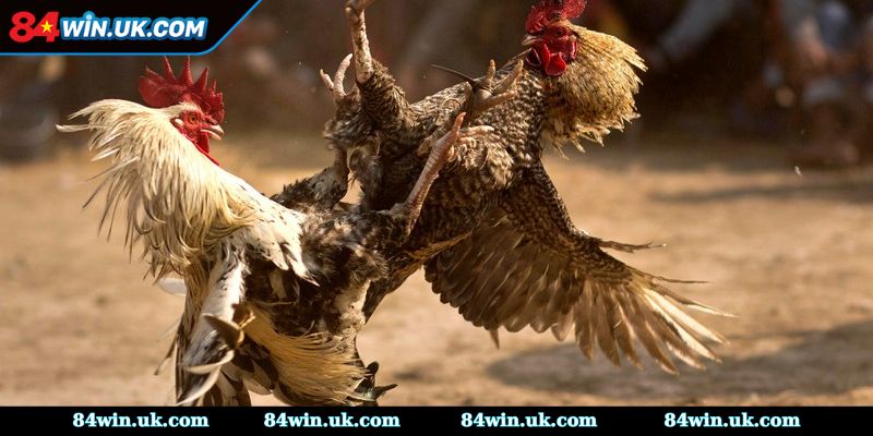 Những hình thức cược hấp dẫn được nhiều người chọn