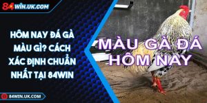 hôm nay đá gà màu gì