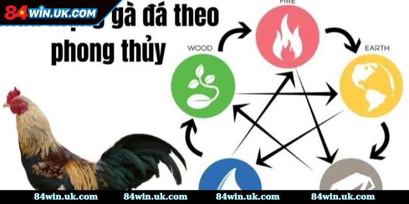 Những cách xác định hôm nay đá gà màu gì