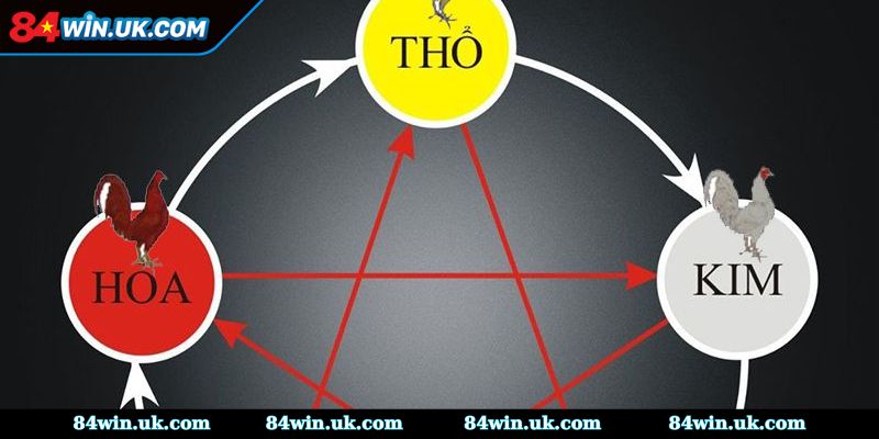 Ý nghĩa của quá trình xem màu mạng gà đá