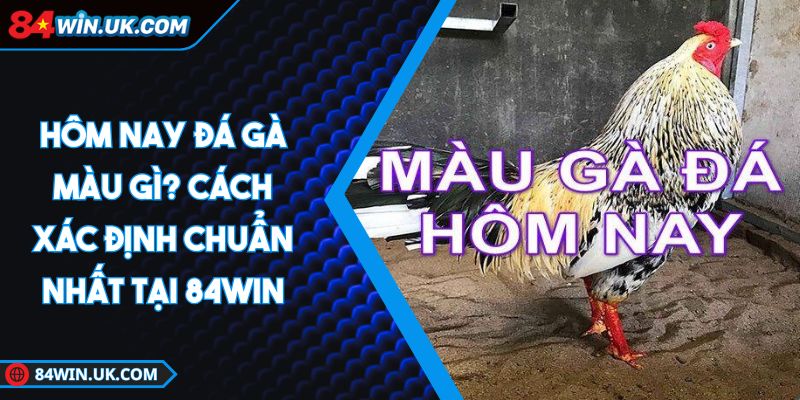 hôm nay đá gà màu gì