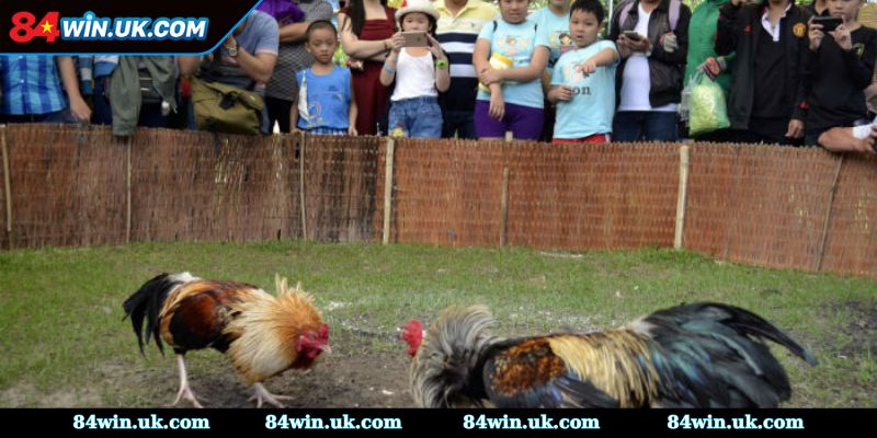 Khái quát về hình thức đá gà miền Nam