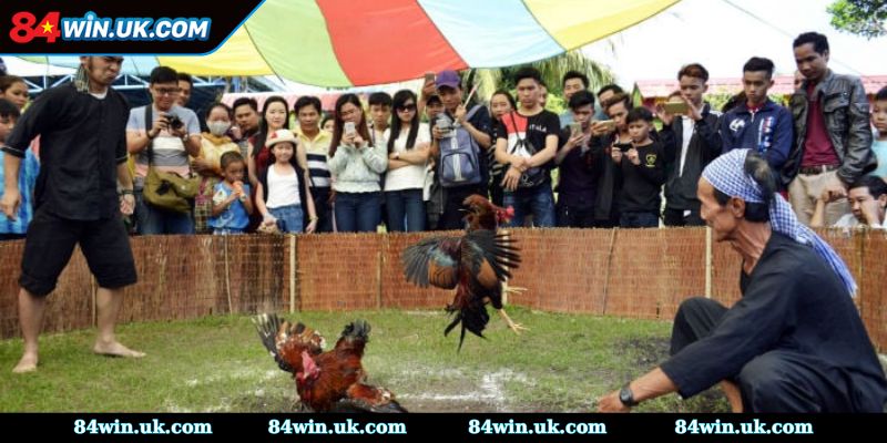 Luật đá gà miền Nam phân định chiến thắng