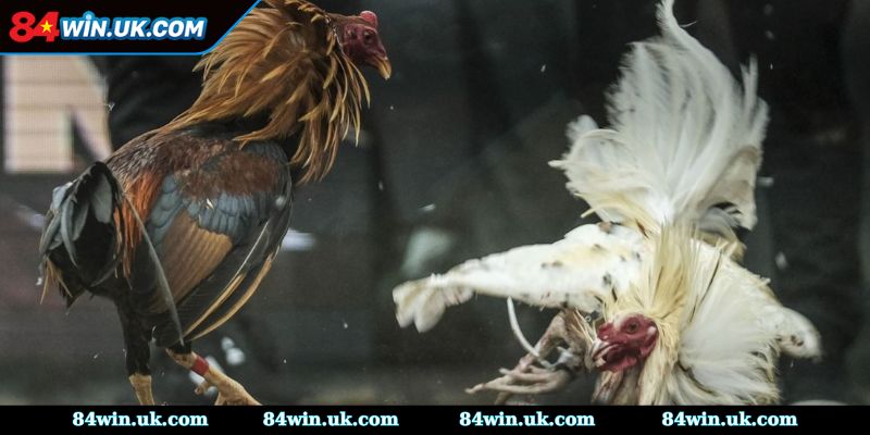 Số Hiệp Đấu Và Thời Gian