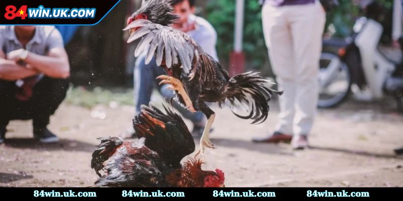 Tại sao khi chơi cần phải coi ngày đá gà?